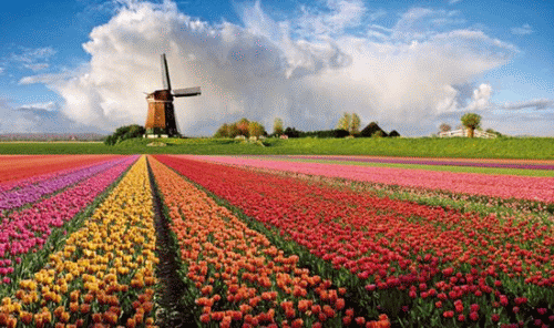 strada-dei-fiori-tulipani-olanda